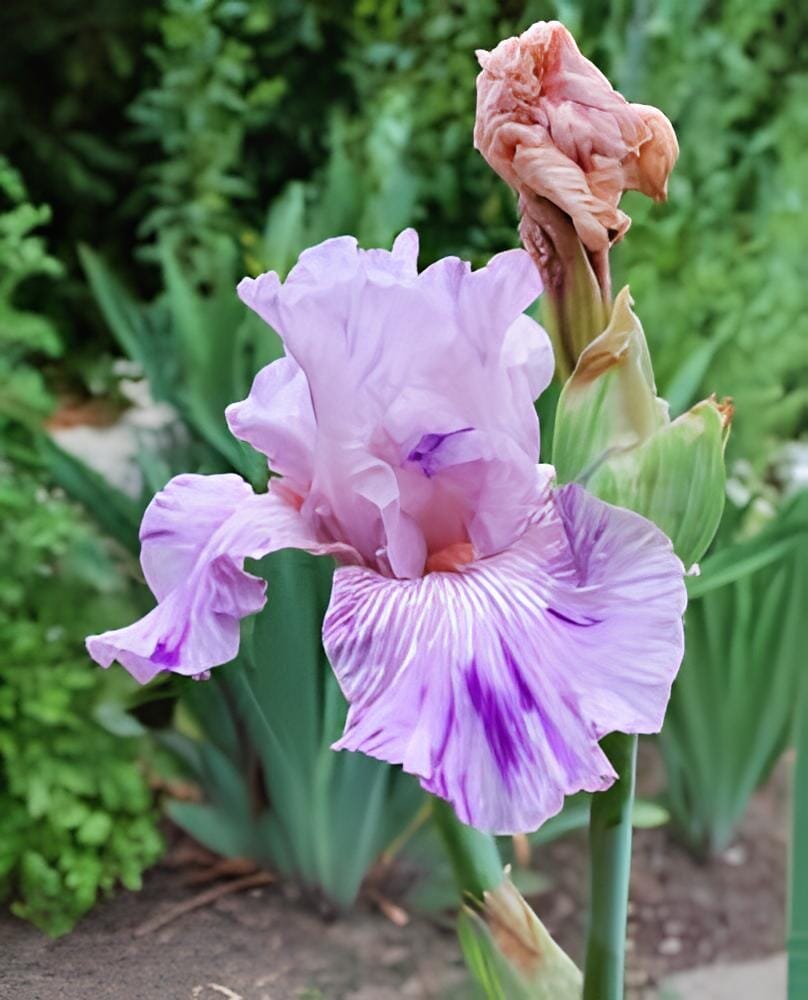 40 Seeds Iris tectorum