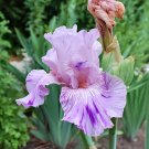 40 Seeds Iris tectorum