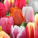 200 Seeds Tulips