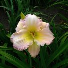 300 Seeds Daylily Flower