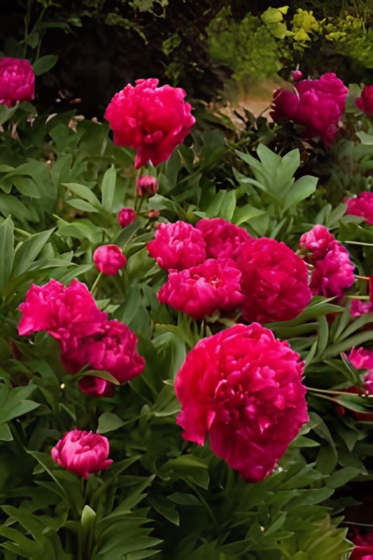 20 Seeds Exotic Double Peony