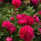 20 Seeds Exotic Double Peony