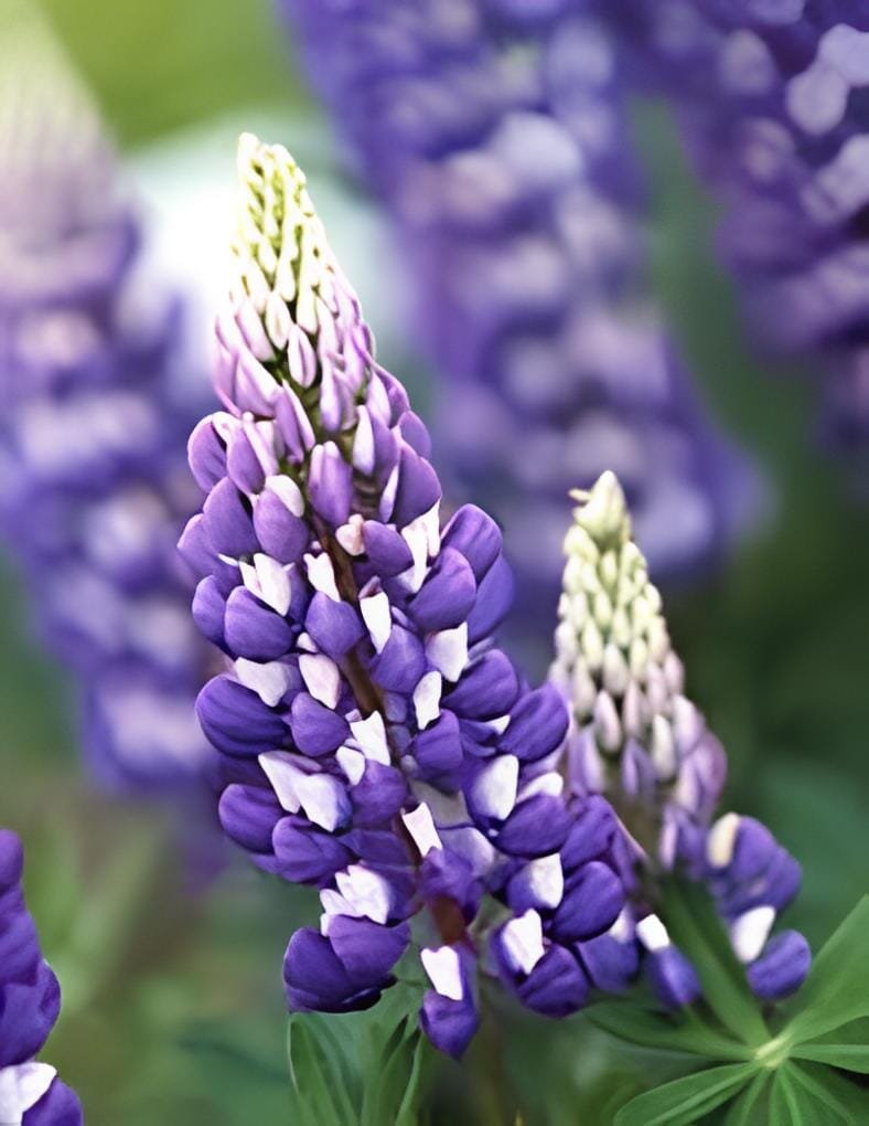 400 Seeds Mix Color Lupine Bonsai Plants Annual Succulent groundcover Flower