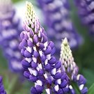 400 Seeds Mix Color Lupine Bonsai Plants Annual Succulent groundcover Flower
