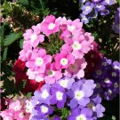 20 Seeds Verbena Flower Flowers Potted Plants Flower