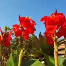 40 Seeds Canna Lily Bonsai Bonsai Flower Bonsai Potted Bonsai