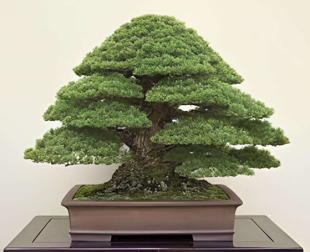 20 Seeds Bonsai Cinnamomum Kotoense Plant