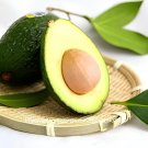 20 Seeds Avocado Green Fruit Very Delicious Persea Americana