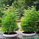 100 Seeds Metasequoia Glyptostroboides Bonsai plant