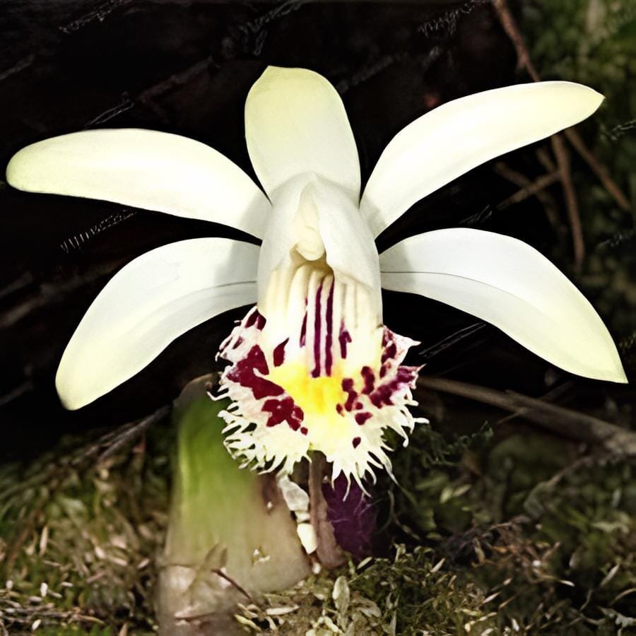 200 seeds Pleione Bonsai Rare Orchid Bonsai Popular Perennial Garden Gorgeous Fl
