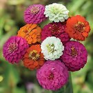 200 seeds Exotic Zinnia Pretty Pastel Mixed Flower Perennial Spring Flowering Pl