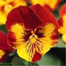 4000 Seeds Mixed Color Rare Pansy Bonsai Wavy Viola Tricolor Flower
