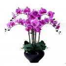 200 Seeds Phalaenopsis Plants Bonsai hydroponic Flower Bonsai