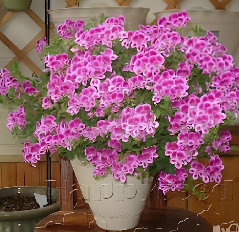 210 seeds Geranium Garden Perennial Flower