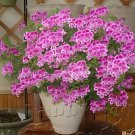 210 seeds Geranium Garden Perennial Flower