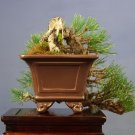 100 seeds Real Japanese Rare Rotundifolia Sen Nanyang Tree Bonsai