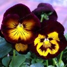 200 seeds Beautiful Pansy Plant Mix Color Wavy Viola Tricolor Flower Flores Bons