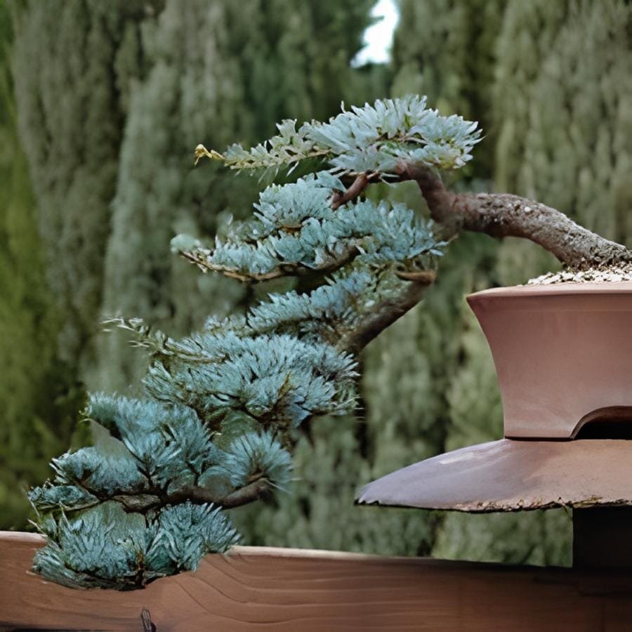 100 Seeds Rare Dark Blue Cypress Tree Bonsai Indoor Outdoor
