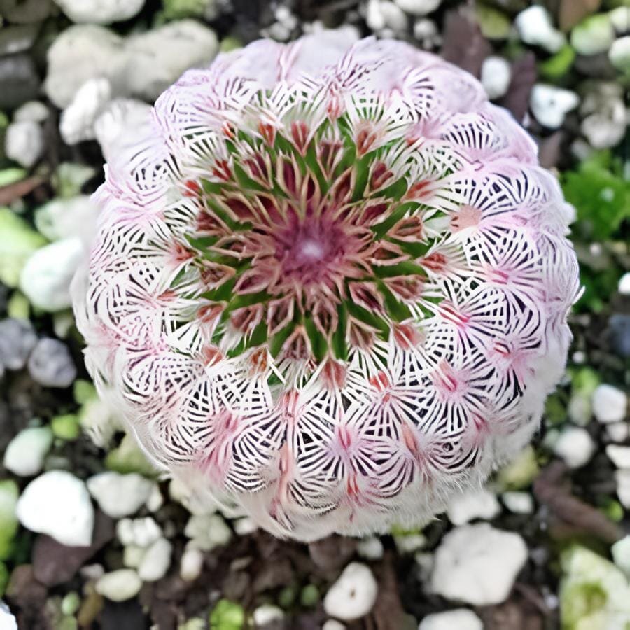200 seeds Rare Succulent Bonsai Flower Bonsai for Indoor Succulent Plants