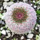 200 seeds Rare Succulent Bonsai Flower Bonsai for Indoor Succulent Plants