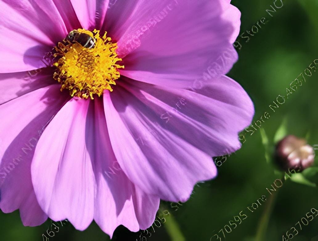 200 seeds Exotic Galsang Flower Multiple Color Perennial