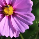 200 seeds Exotic Galsang Flower Multiple Color Perennial