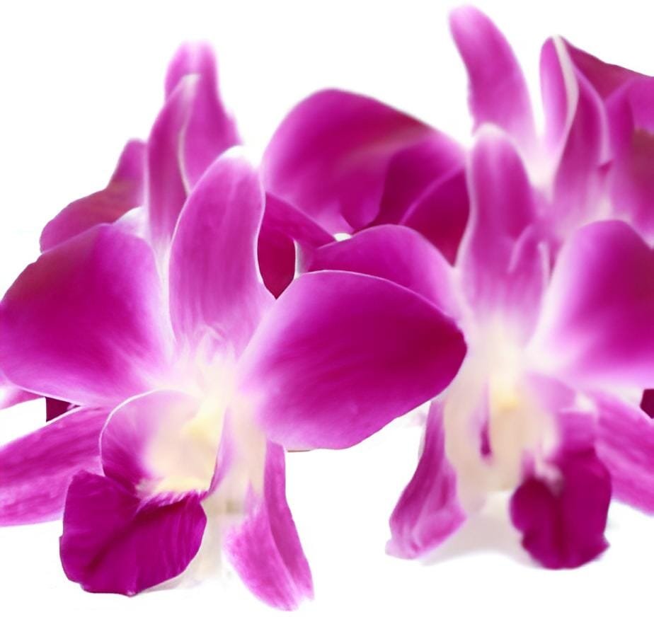 2 Seeds Dendrobium officinale (Flower Powder) Purple Flowers