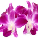 2 Seeds Dendrobium officinale (Flower Powder) Purple Flowers