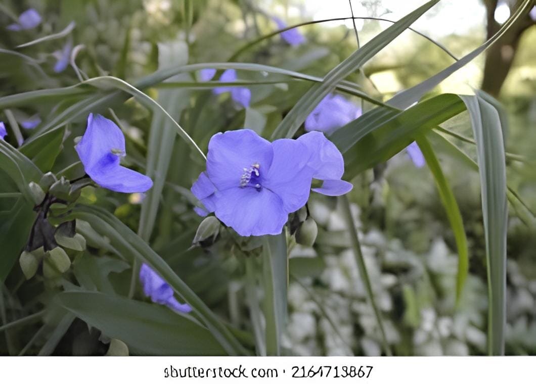 200 Seeds Spider Lily Flowers Purple Color