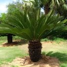 20 seeds Sago Cycas