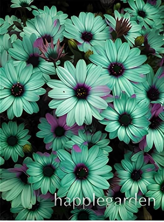 200 seeds Gerbera Daisy