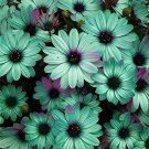 200 seeds Gerbera Daisy