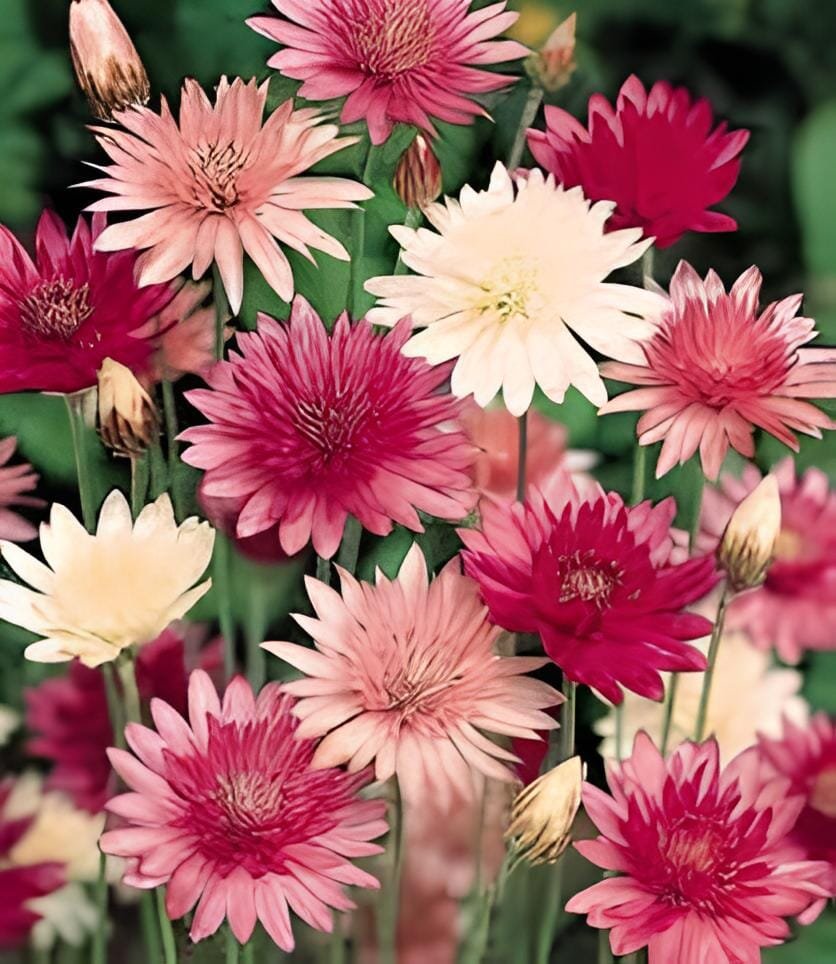 60 Seeds Xeranthemum Annuum Flower
