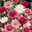 60 Seeds Xeranthemum Annuum Flower