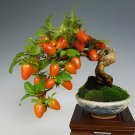 40 seeds Dwarf Persimmon Seeds Bonsai Mini Fruits