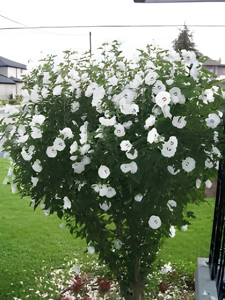 100 Seeds Beautiful Dwarf Sharon Flowers
