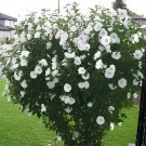 100 Seeds Beautiful Dwarf Sharon Flowers