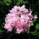 100 seeds Syringa Linn