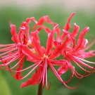 2 Seeds Heirloom Red American Water Lily 'the Madonna' Flower