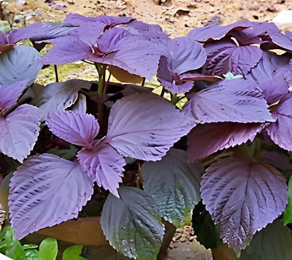200 seeds Heirloom Purple Perilla