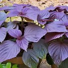 200 seeds Heirloom Purple Perilla