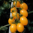 200 Seeds Rare Hawaii Bright Yellow Cherry Tomato Organic