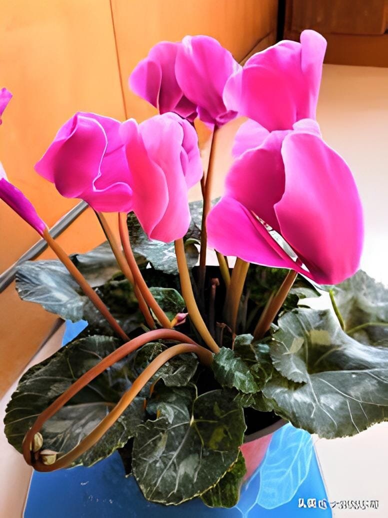 10 Seeds 'Xianv' Pink Cyclamen