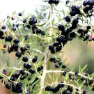 2000 Seeds Black Goji Medlar hybrid