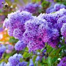 200 Seeds Bonsai Garden Hydrangea Flowers Perennial Little Tree Flower