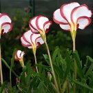200 Seeds Rare Oxalis Versicolor Plant