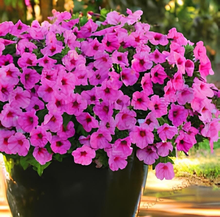 200 Seeds Hanging Petunia Plantas Melissa Original Flower