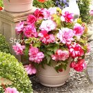 100 Seeds Bonsai Mixed Rieger Begonias Beautiful Bonsai Multi-Flap Flowers