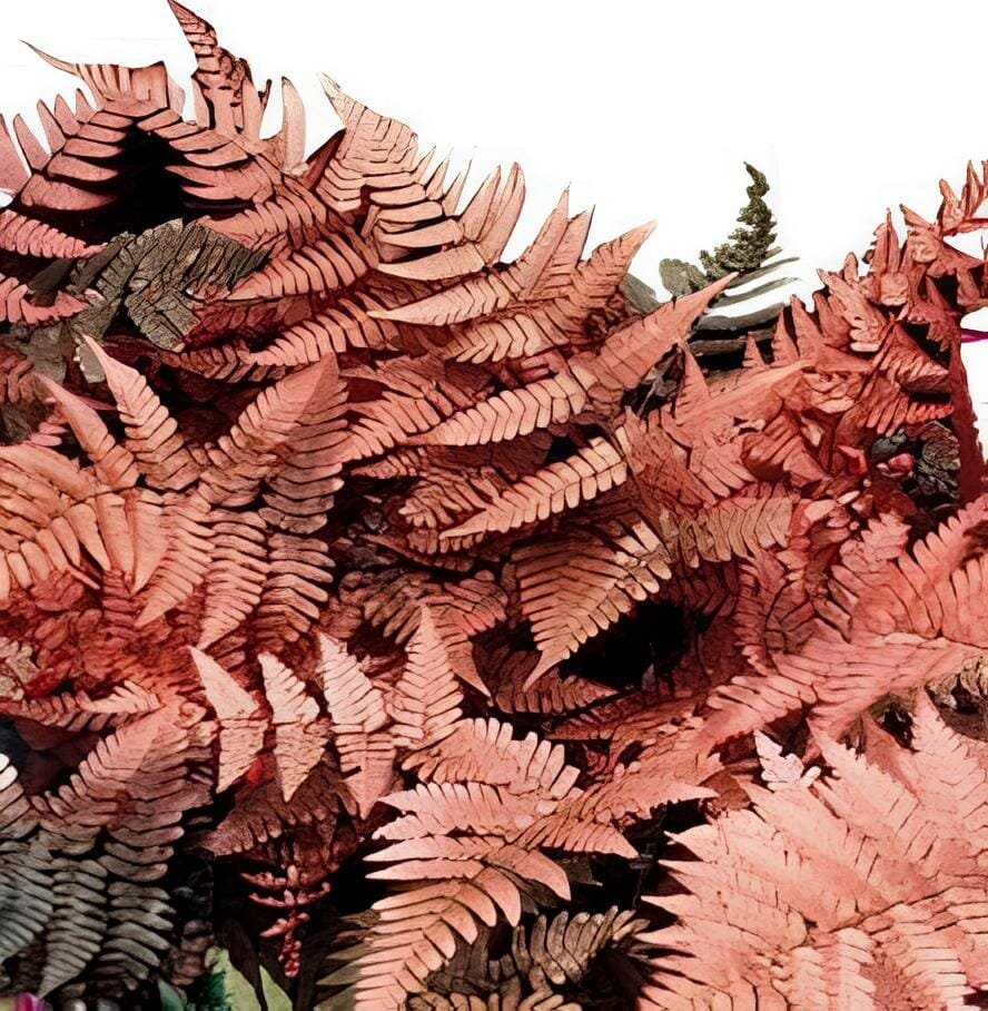 200 Seeds Japanese Rare Creeper Boston Fern Plant