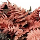 200 Seeds Japanese Rare Creeper Boston Fern Plant